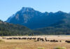 Bison herd grazing beneath a snowcapped mountain