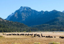Bison herd grazing beneath a snowcapped mountain