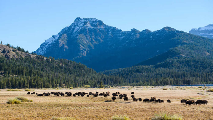 shutterstock_1993726118.jpg featured image Bison herd grazing beneath a snowcapped mountain
