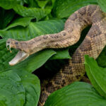 A snake with its mouth open resting among green leaves