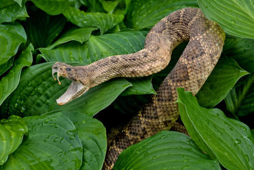 A snake with its mouth open resting among green leaves