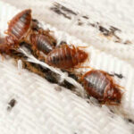 Bed bugs on a white mattress seam