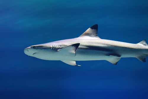 A blacktip shark swimming in clear blue water