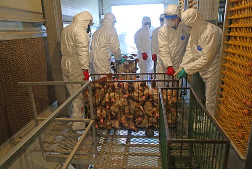 shutterstock_1930988900.jpg Workers in protective suits handling chickens in a processing facility
