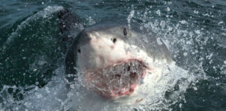 Shark emerging from water with open mouth.