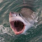 1,700-Pound Shark Triggers Cape Fear Buzz Open-mouthed shark emerging from the water, showing teeth.