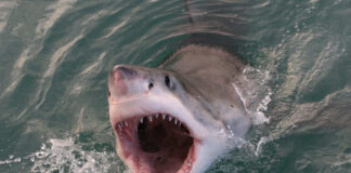 Open-mouthed shark emerging from the water, showing teeth.