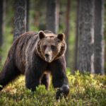A brown bear walking through a forested area