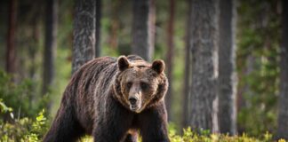 A brown bear walking through a forested area