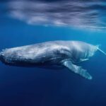 A humpback whale swimming gracefully underwater