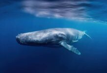 A humpback whale swimming gracefully underwater