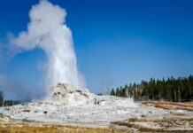 Geyser erupting in Yellowstone National Park against a clear blue sky