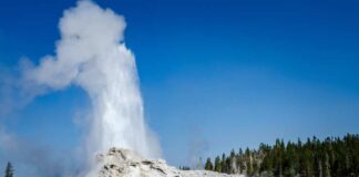 Geyser erupting in Yellowstone National Park against a clear blue sky