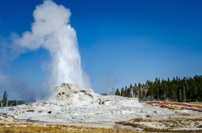 Geyser erupting in Yellowstone National Park against a clear blue sky