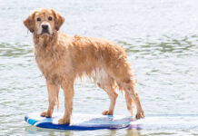 A golden retriever standing on a surfboard in the water