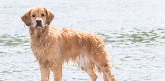 A golden retriever standing on a surfboard in the water