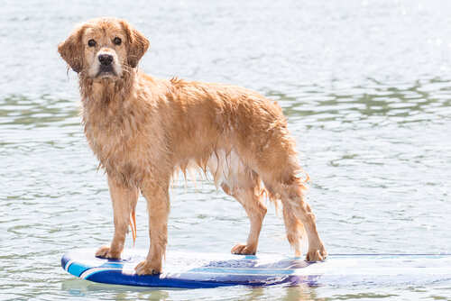A golden retriever standing on a surfboard in the water