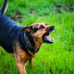 Mom Dies Shielding Son From Savage Dogs Dog growling on green grass field.
