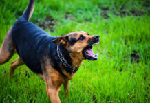Dog growling on green grass field.
