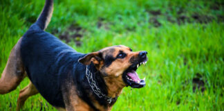 Dog growling on green grass field.