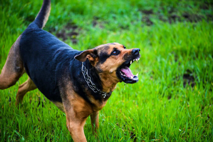 Dog growling on green grass field.