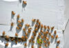 Bees gathering on a white wooden surface