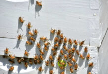 Bees gathering on a white wooden surface