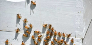 Bees gathering on a white wooden surface
