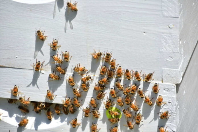 Bees gathering on a white wooden surface