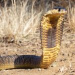 A cobra with its hood raised, poised on the ground
