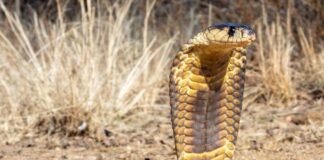 A cobra with its hood raised, poised on the ground