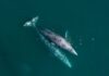 Aerial view of two gray whales swimming in the ocean