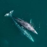 Aerial view of two gray whales swimming in the ocean