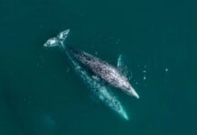 Aerial view of two gray whales swimming in the ocean