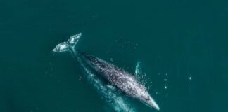 Aerial view of two gray whales swimming in the ocean