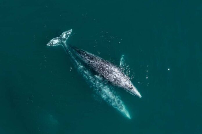 Aerial view of two gray whales swimming in the ocean