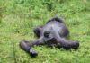 A gorilla lying on its back in a grassy area