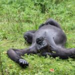A gorilla lying on its back in a grassy area