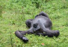 A gorilla lying on its back in a grassy area