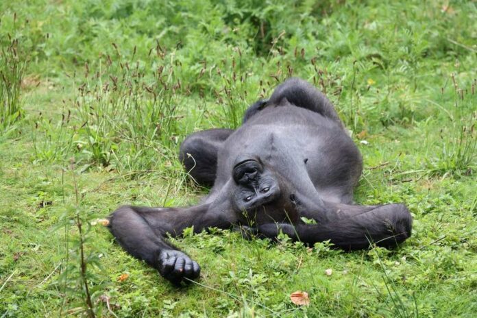 A gorilla lying on its back in a grassy area