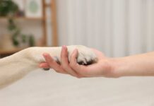 A human hand holding a dog's paw