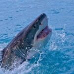 Great white shark breaching from the ocean with open mouth