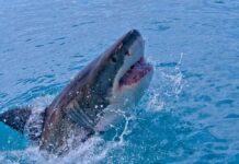Shark Attack Kills Man In Front of Friends Great white shark breaching from the ocean with open mouth