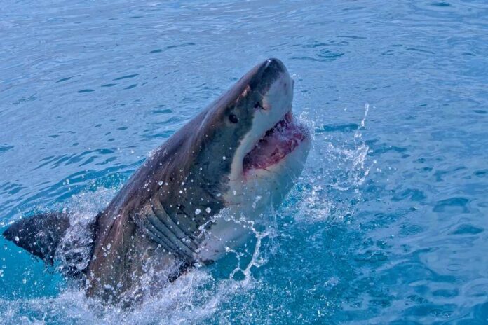 Great white shark breaching from the ocean with open mouth