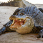 Alligator with open mouth resting on sandy ground