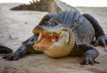Alligator with open mouth resting on sandy ground