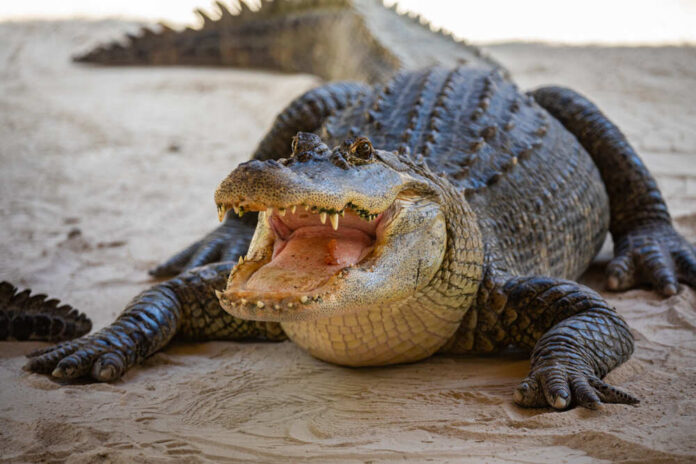 Alligator with open mouth resting on sandy ground