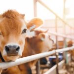Close-up of a cow at a dairy farm with a farmer in the background