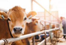 Close-up of a cow at a dairy farm with a farmer in the background