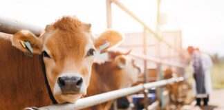 Close-up of a cow at a dairy farm with a farmer in the background
